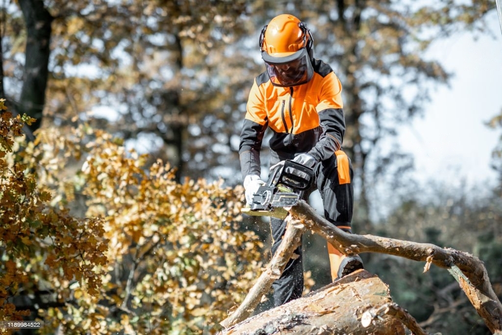 Why You Should Hire A Professional To Remove A Tree Instead Of Doing It